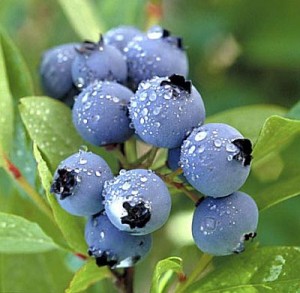 fruits and vegetables