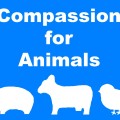 compassion for animals