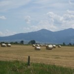 MT Fields Montanna Fields