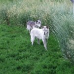 Howlers Inn Wolves Howlers Inn Wolves