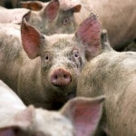 pigs mcdonalds