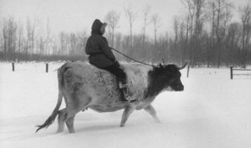 riding a cow