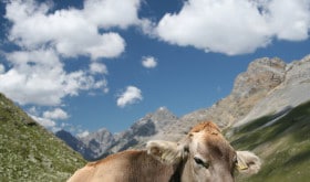 sustainable farming
