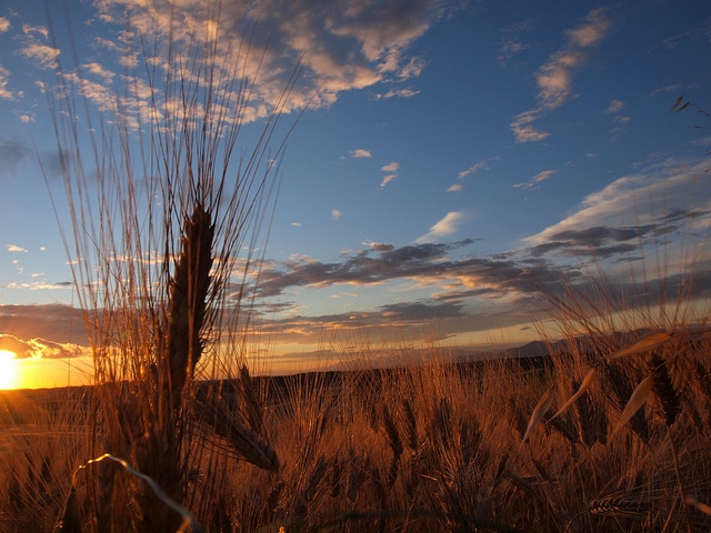 wheat