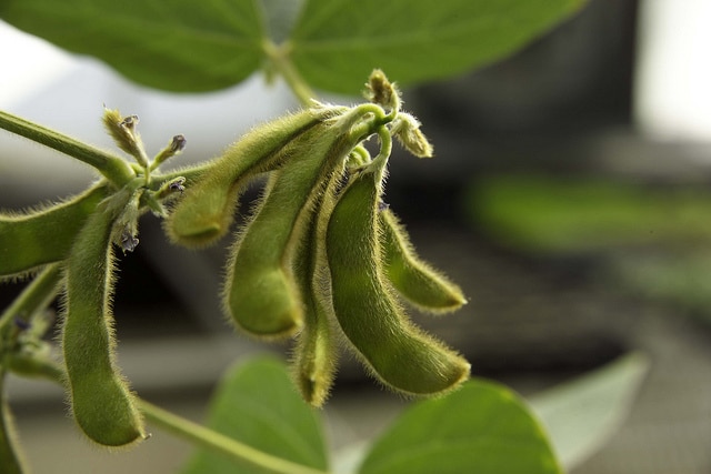 SOURCE: UNITED SOY BEAN BOARD via FLICKR