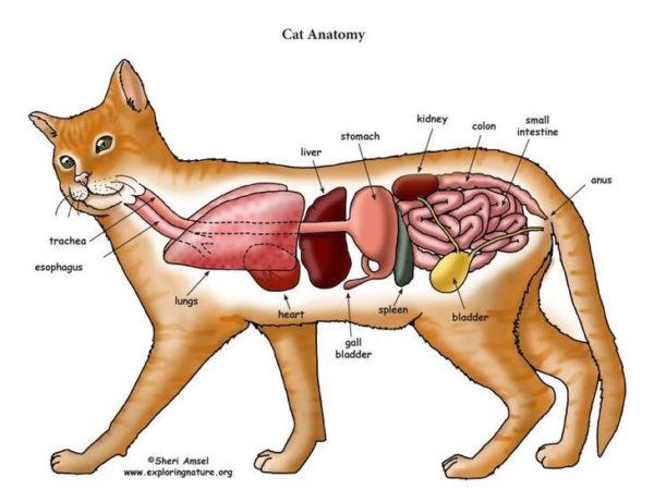 anatomy of cat