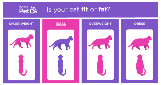 is your cat over weight